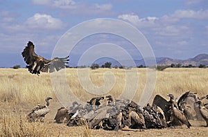 VAUTOUR DE RUPPELL gyps rueppelli