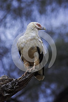 VAUTOUR PALMISTE AFRICAIN gypohierax angolensis