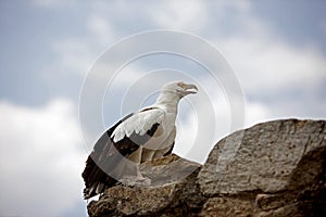 VAUTOUR PALMISTE AFRICAIN gypohierax angolensis