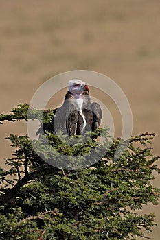 VAUTOUR A TETE BLANCHE trigonoceps occipitalis