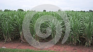 vdo 4k sugarcane field sugarcane farm