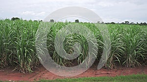 vdo 4k sugarcane field sugarcane farm