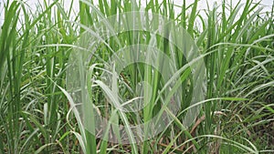 vdo 4k sugarcane field sugarcane farm