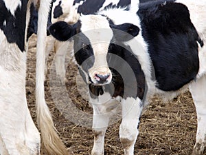 Veal on a farm photo