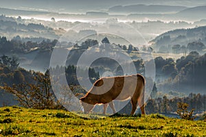 Veal rubia galega grazing photo