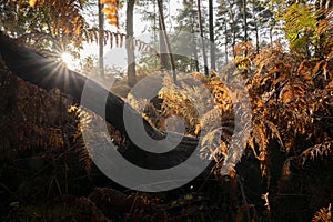 veautiful sunny morning in autumn forest