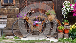Vecchia bicicletta e porta di legno photo