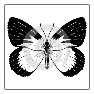 Vecor butterfly. Abstract insect silhouette black and white illustration