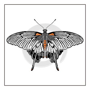 Vecor butterfly. Abstract insect silhouette black and white illustration