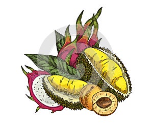 Vecotr druian, apricot, pitaya or dragon fruit.