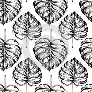 Vecotr hand drawn seamless pattern. tropical plants. Exotic engraved leaves and flowers. Isoalated on white. Monstera