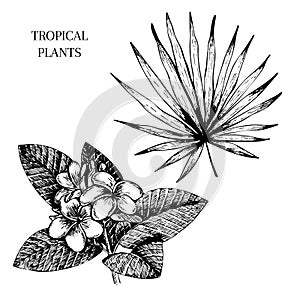 Vecotr hand drawn tropical plant icons. Exotic engraved leaves and flowers. Isoalated on white. livistona palm leaf