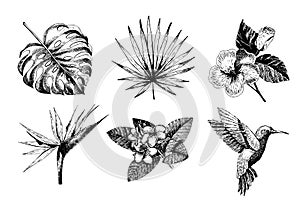 Vecotr hand drawn tropical plant icons. Exotic engraved leaves and flowers. Monstera, livistona palm leaves, bird of