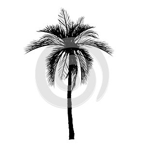 Vecter of palm trees, coconut tree.