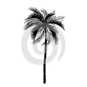 Vecter of palm trees, coconut tree.