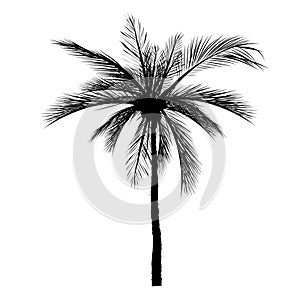 Vecter of palm trees, coconut tree.