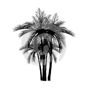 vecter of palm trees, coconut tree.