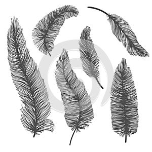 Vecto set of solhouette of birds feather on isolated white background. Decorative feathers collection photo