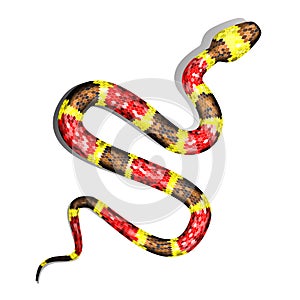 Vector 3d Illustration of Coral Snake or Micrurus Isolated on White