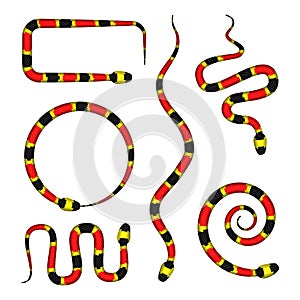 Vector 3d Illustration of Coral Snake or Micrurus Isolated on White