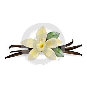 Vector 3d Realistic Composition with Sweet Scented Fresh Vanilla Flower with Dried Seed Pods and Leaves Set Closeup