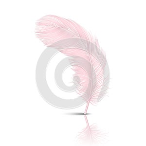 Vector 3d Realistic Falling Pink Flamingo Fluffy Twirled Feather with Reflection Closeup Isolated on White Background