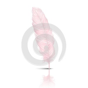 Vector 3d Realistic Falling Pink Flamingo Fluffy Twirled Feather with Reflection Closeup Isolated on White Background