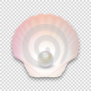 Vector 3d Realistic Natural Open Half Shell with Pearl Close up Isolated on Transparent Background. Top View