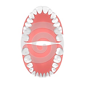 Vector 3d Realistic Teeth, Upper and Lower Adult Jaw, Top View. Anatomy Concept. Orthodontist Human Teeth Scheme