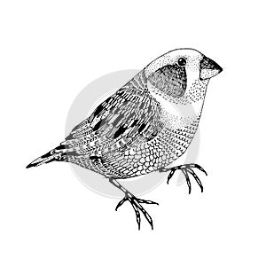 Vector abstract hand drawn small bird