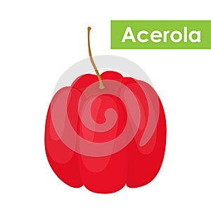 Vector acerola berry, Barbados cherry superfood, antioxidant. Cartoon flat style