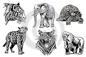 Vector African animals set isolated on white background, illustration