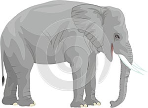 Vector african elephant isolated on white