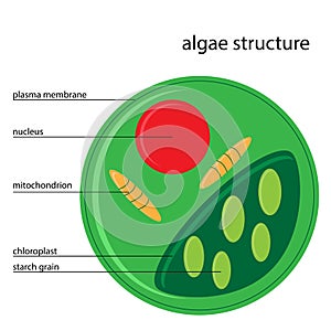 Vector algae structure