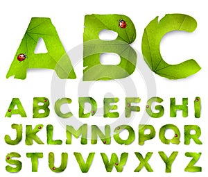 Vector alphabet letters made from green leaves