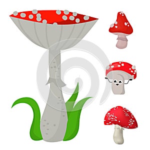Vector amanita mushrooms dangerous set poisonous season toxic fungus food illustration.