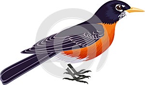 Vector american robin Turdus migratorius