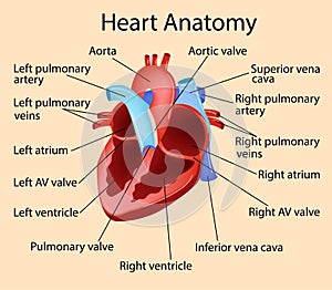 Vector anatomical illustration of Heart, Part of Human Organic.