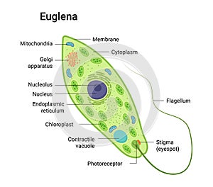 Vector anatomy of euglena. Educational illustration