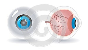 Vector anatomy of human eye photo