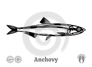 Vector anchovy fish illustration