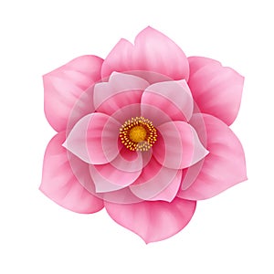 Vector anemone pink flower decorative illustration isolated on white