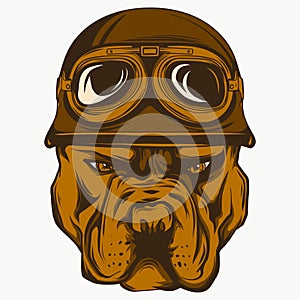 Vector illustration Angry pitbull mascot head, on a white background