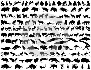 Vector animals