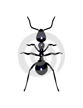 Vector ant