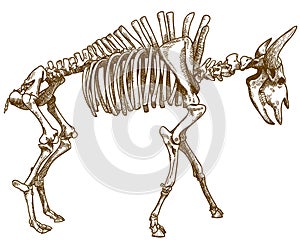Engraving illustration of bison skeleton photo