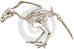 Engraving illustration of bird skeleton