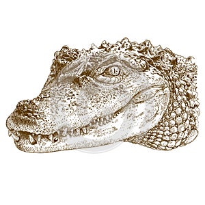 Engraving illustration of crocodile head photo