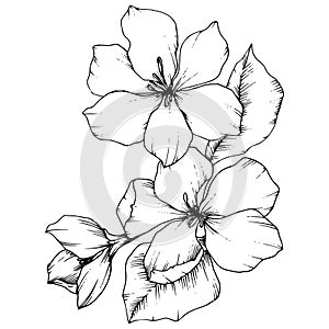 Vector Apple blossom floral botanical flower. Black and white engraved ink art. Isolated flowers illustration element.