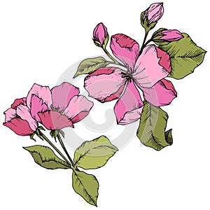 Vector Apple blossom floral botanical flower. Pink and green engraved ink art. Isolated flowers illustration element.